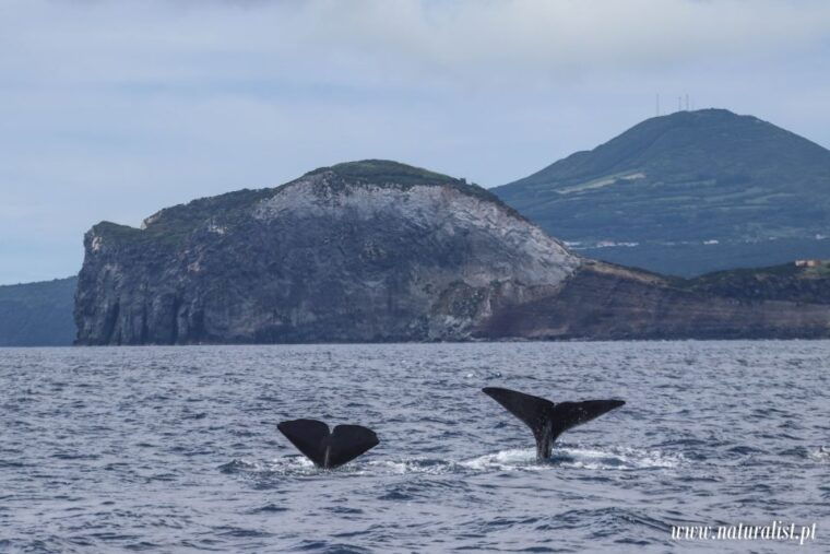 horta-whale-and-dolphin-watching-expedition