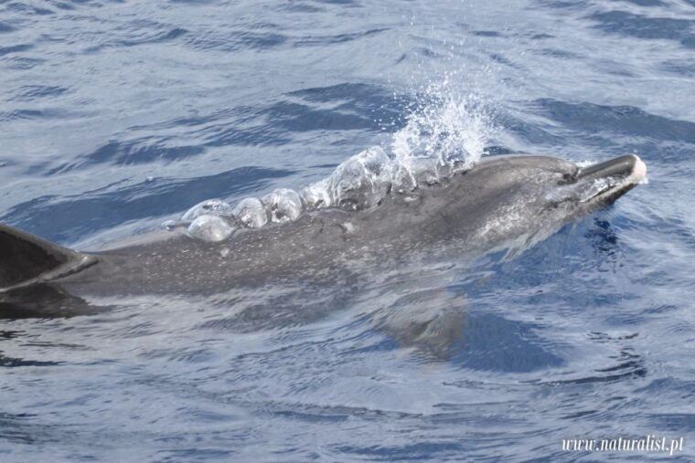 horta-whale-and-dolphin-watching-expedition
