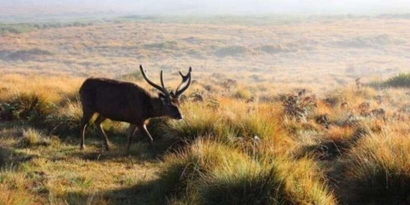 horton-plains-discover-real-essence-of-central-highland