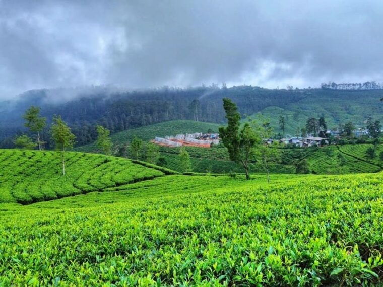 horton-plains-discover-real-essence-of-central-highland