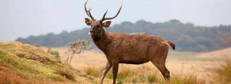 Horton Plains National Park From Nuwara Elia Tuk Tuk Tour - Introduction: A Scenic Journey in Small-Scale Comfort