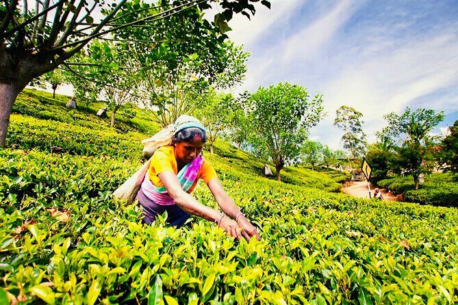 Horton Plains Park & Worlds End Guided Trekking From Nuwara Eliya - Practical Details: Duration, Transportation, and Cost