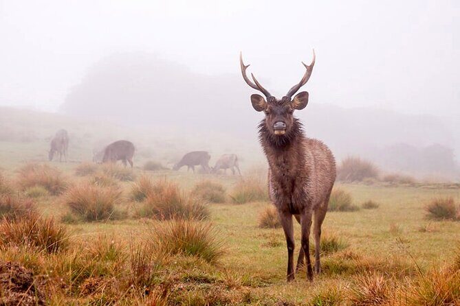 Horton Plains Park & Worlds End Guided Trekking From Nuwara Eliya - What We Love About This Tour