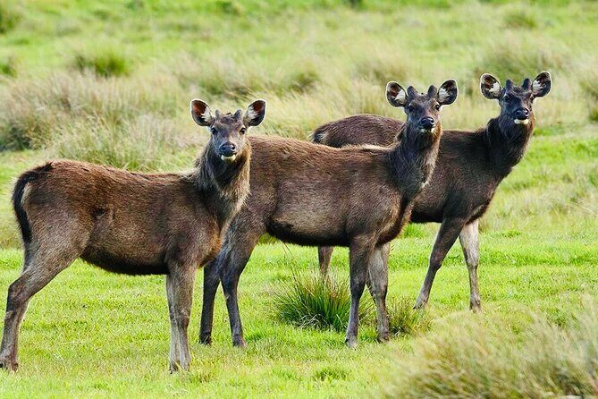 Horton Plains Park & Worlds End Guided Trekking From Nuwara Eliya - Possible Drawbacks or Considerations