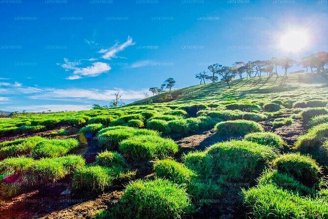 Horton Plains Park & Worlds End Guided Trekking From Nuwara Eliya - Who Is This Tour Best For?
