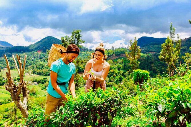 Horton Plains Tea Factory and Nuwara Eliya Day Tour - What Makes This Tour Stand Out?