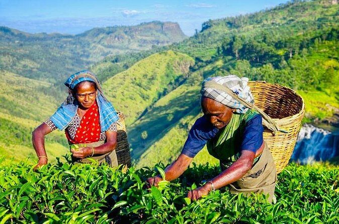 Horton Plains Tea Factory and Nuwara Eliya Day Tour - FAQs