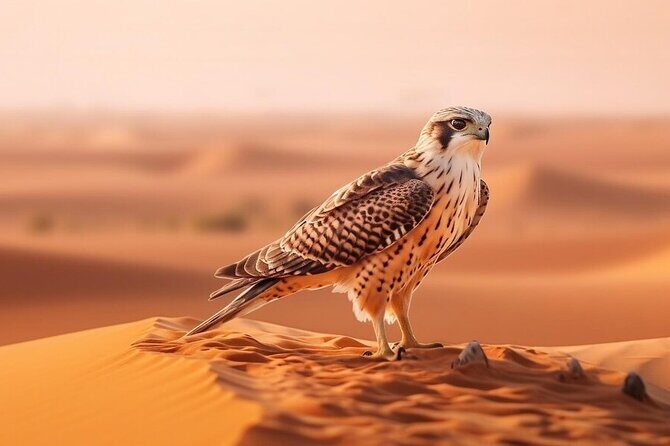 Hot Air Balloon Dubai Exotic Sunrise With Buffet Breakfast - The Experience: A Detailed Breakdown