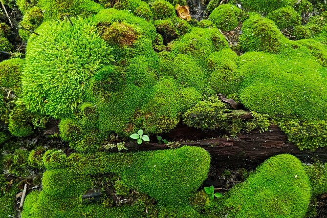 hot-springs-np-self-guided-driving-and-walking-audio-tour