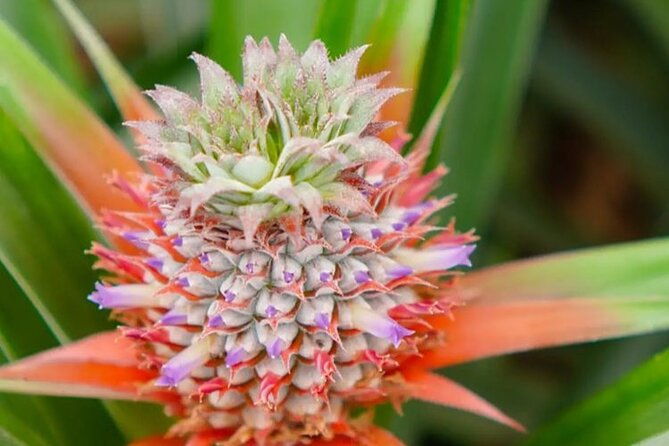 hot-water-pool-bath-inside-pineapple-plantation-dinner