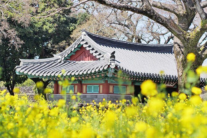 (Hotel PickUp) Jeju EAST Canola Flower Festival Tour with UNESCO - Key Points