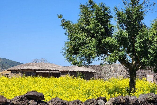 (Hotel PickUp) Jeju EAST Canola Flower Festival Tour with UNESCO - Detailed Review of the Jeju Canola Flower Festival Tour