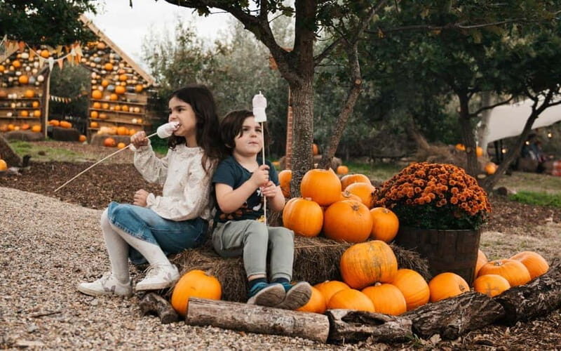 Hounslow: Pumpkin Patch Plus Entry to Hobbledown Heath - What You Can Expect from the Experience