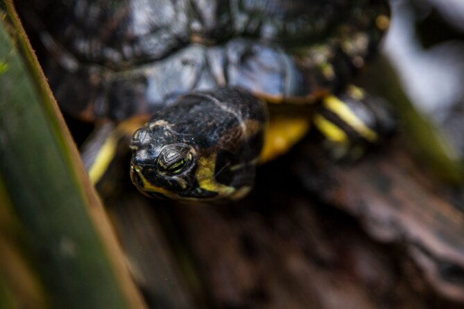 house-of-the-butterflies-of-the-collodi-pinocchio-polycentric-park