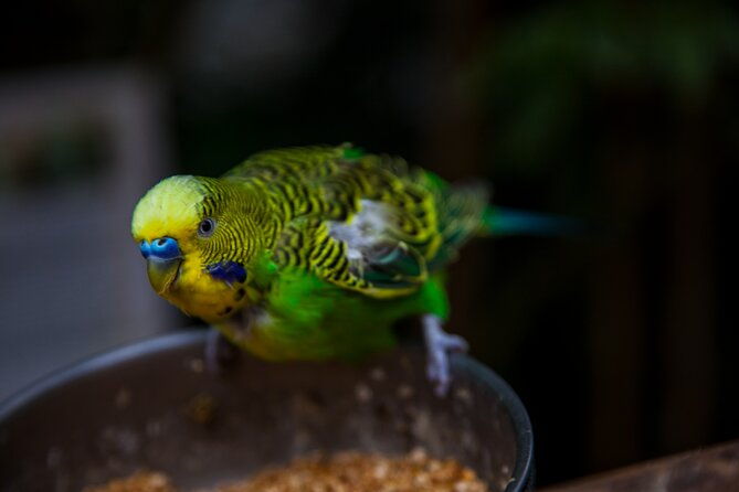 house-of-the-butterflies-of-the-collodi-pinocchio-polycentric-park