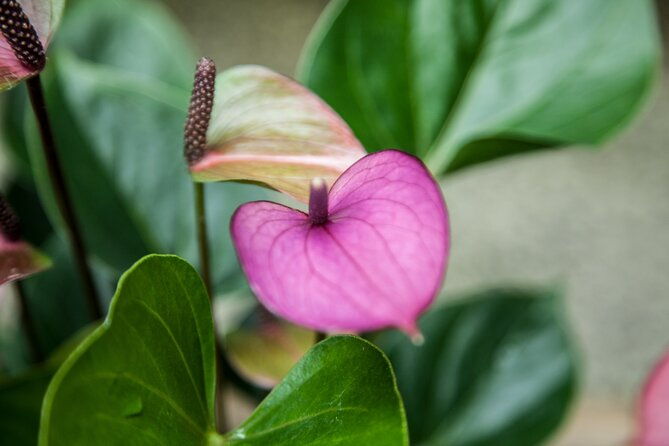 house-of-the-butterflies-of-the-collodi-pinocchio-polycentric-park
