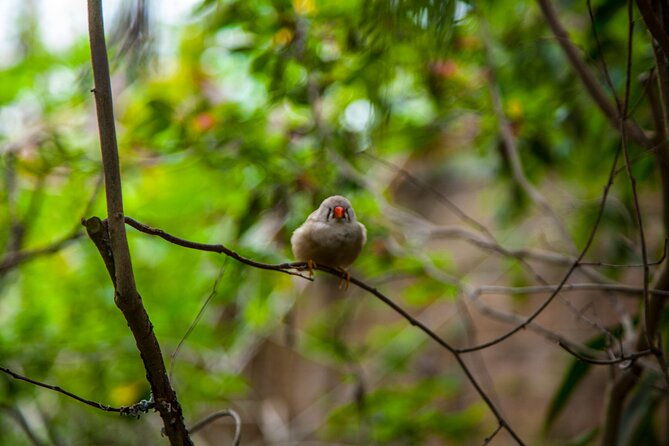 house-of-the-butterflies-of-the-collodi-pinocchio-polycentric-park