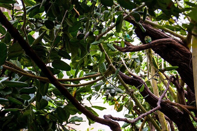 house-of-the-butterflies-of-the-collodi-pinocchio-polycentric-park