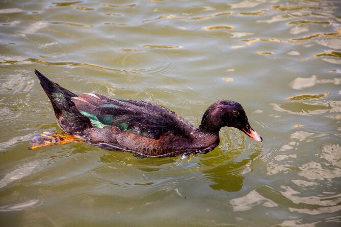 house-of-the-butterflies-of-the-collodi-pinocchio-polycentric-park