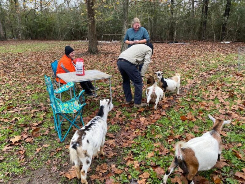Houston: Adorable mini goats experience e - What is the Mini Goats Experience in Crosby, Texas?
