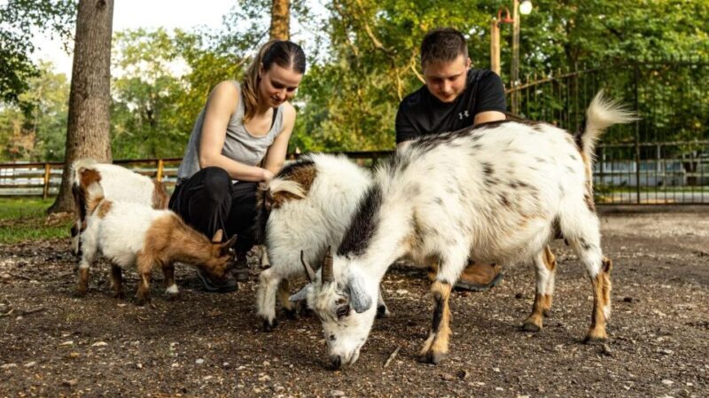 Houston: Adorable mini goats experience e - What Do Guests Love Most?