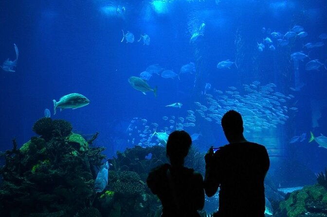 houston-city-tour-and-downtown-aquarium-all-rides-pass