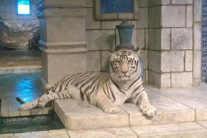 houston-city-tour-and-downtown-aquarium-all-rides-pass