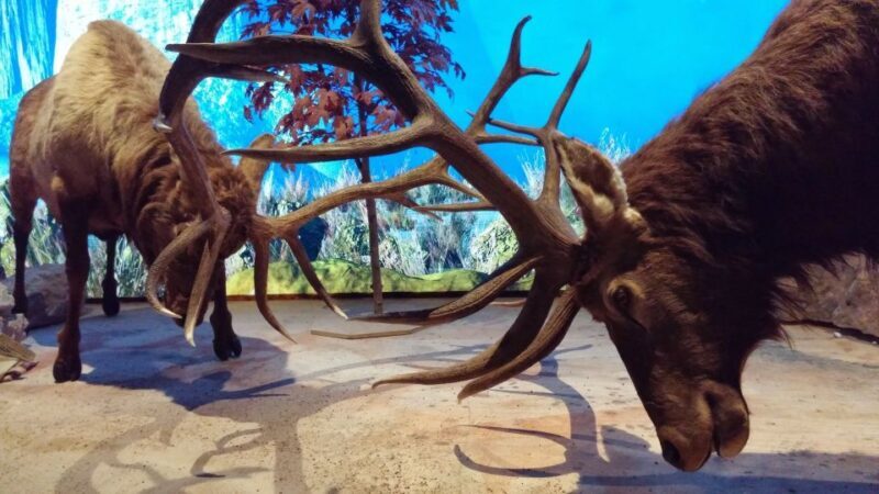 Houston CityPASS®: Save up to 51% at 5 Top Attractions - Final Word