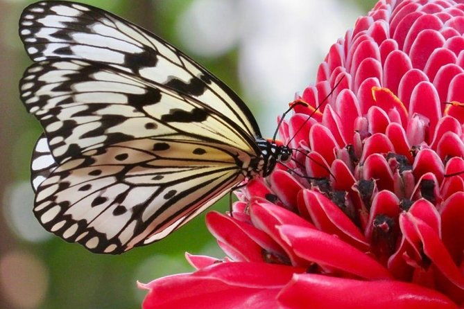 houston-museum-of-natural-science-and-cockrell-butterfly-center