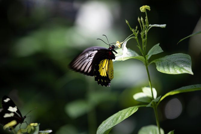 houston-museum-of-natural-science-and-cockrell-butterfly-center