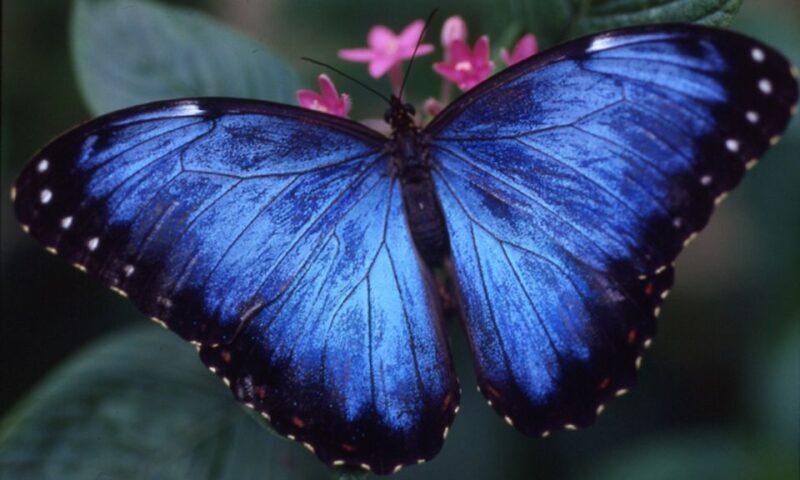 Houston Museum of Natural Science: Cockrell Butterfly Center - Introduction
