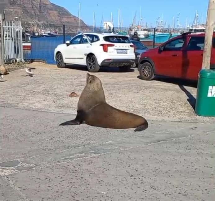 Hout Bay: Seal Island Boat Trip with World of birds visit - An In-Depth Look at the Experience