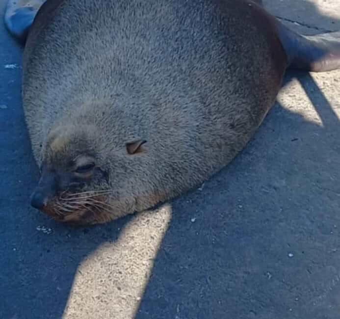 Hout Bay: Seal Island Boat Trip with World of birds visit - The Sum Up