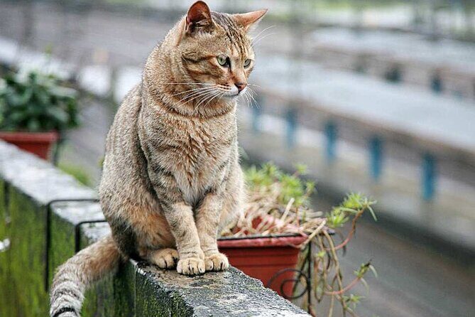 Houtong Cat Village, Shifen Sky Lantern and Jiufen Full Day Tour - Who This Tour Is Perfect For