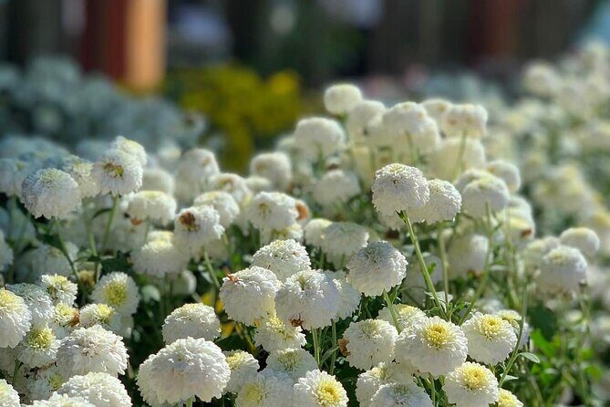 Hsinchu Sugar Culture and Dried Persimmon Experience from Taipei - FAQ