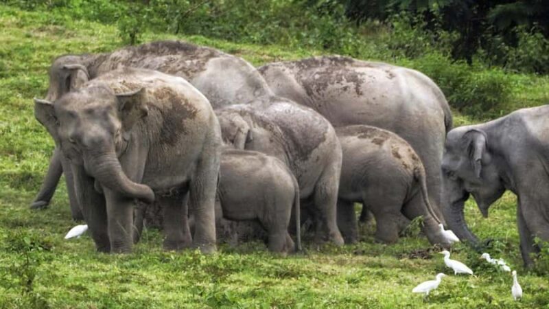 Hua Hin: Kui Buri Elephant Safari Private Tour - Discovering Kui Buri National Park: Nature and Conservation