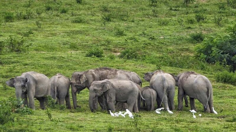 Hua Hin: Kui Buri Elephant Safari Private Tour - Transportation, Duration, and Group Size