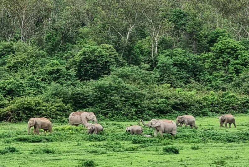 Hua Hin: Kui Buri Elephant Safari Private Tour - Who Is This Tour Best Suited For?