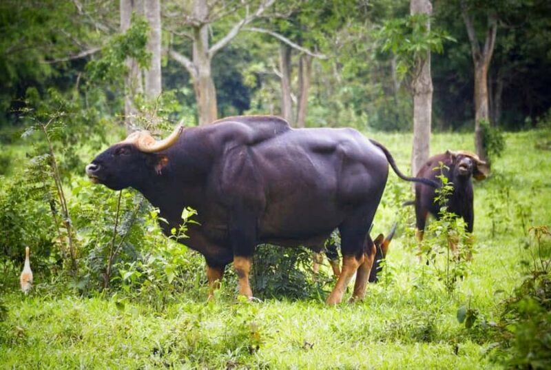 Hua Hin: Kui Buri Elephant Safari Private Tour - The Sum Up