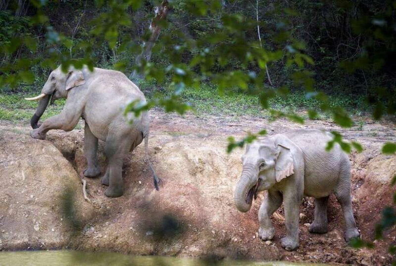 hua-hin-kui-buri-wild-elephant-watching-private-4-pax-up