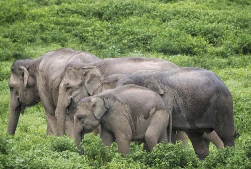 Hua Hin: Kui Buri Wild Elephant Watching Tour - Overview of the Experience