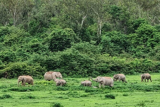 Hua Hin Kuiburi Wild Elephant Watching - An In-Depth Look at the Kui Buri Wild Elephant Watching Tour