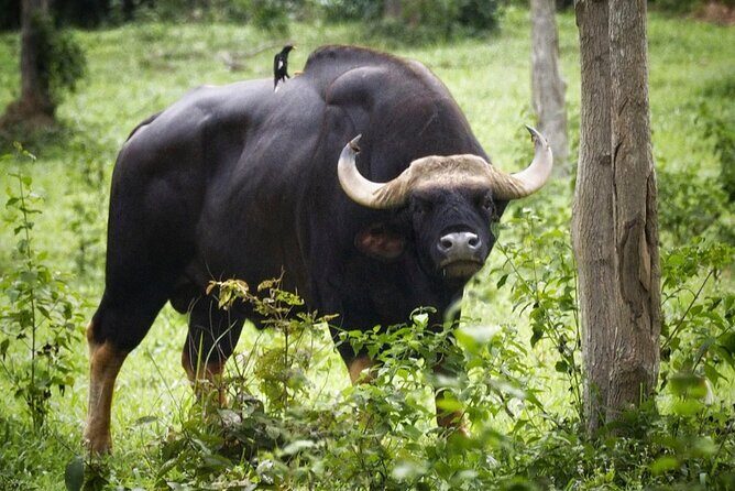 Hua Hin Kuiburi Wild Elephant Watching - Final Thoughts