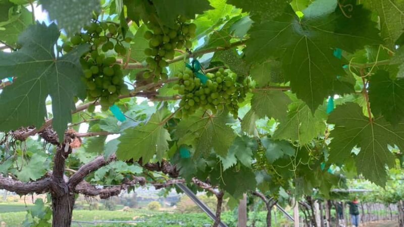 Hua Hin: Monsoon Valley Wine Tasting & Temple Tour - Detailed Breakdown of the Itinerary