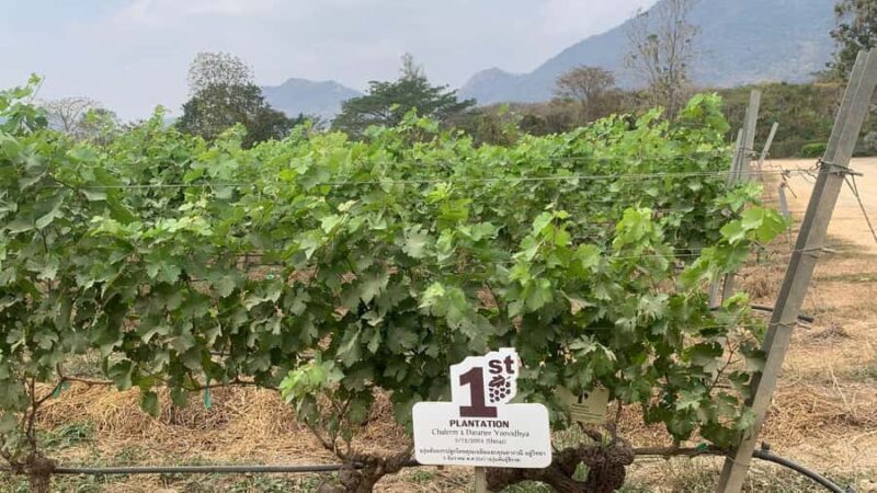 Hua Hin: Monsoon Valley Wine Tasting & Temple Tour - Why This Tour Works for Different Travelers
