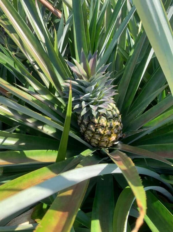 Hua Hin: Phraya Nakhon Cave Tour - Key Points