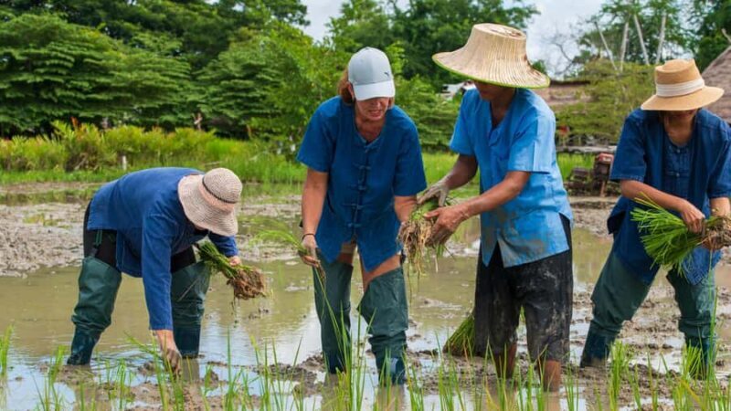 Hua Hin: Rice Farm Experience with Lunch in Phetchaburi - Key Points