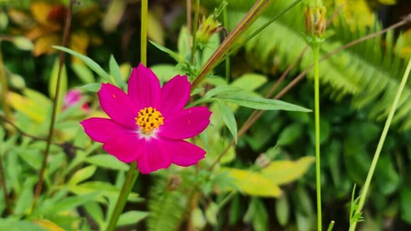 HUA HIN to River Kwai&Jungle Raft overnight stay(for2or3pax) - Key Points