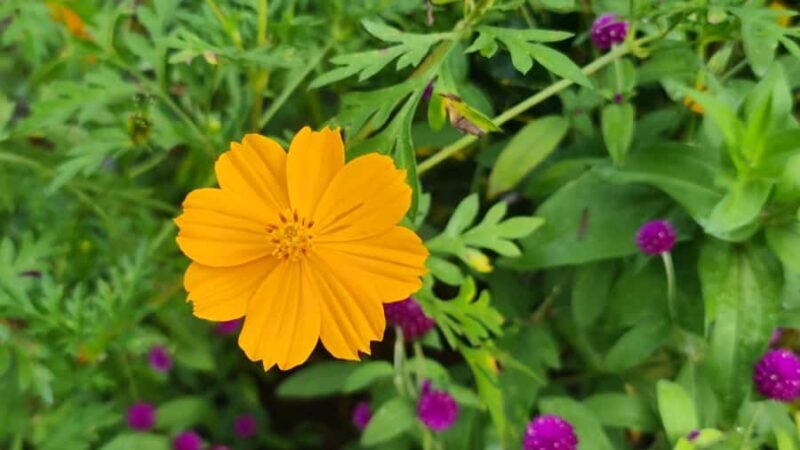 HUA HIN to River Kwai&Jungle Raft Overnight Stay(for4pax up) - Key Points