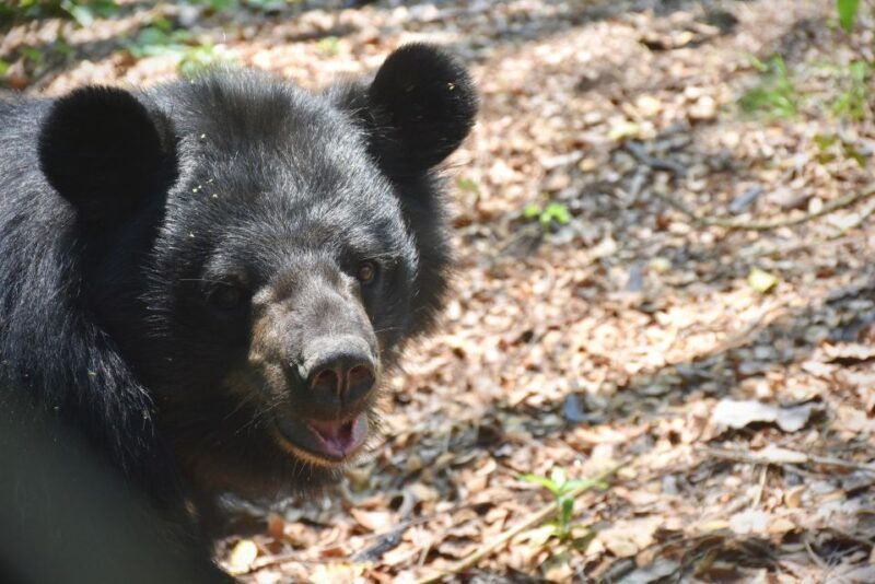 hua-hin-wildlife-friends-foundation-thailand-full-day-visit